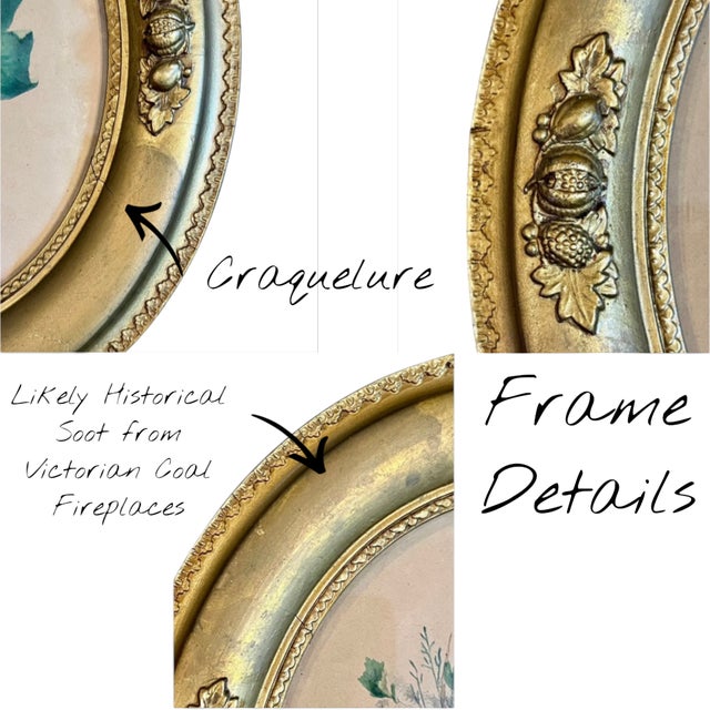 Antique Victorian Botanical Lithograph-Grapes-Oval-Gilt Gesso Wood Frame-Art For Sale - Image 9 of 11