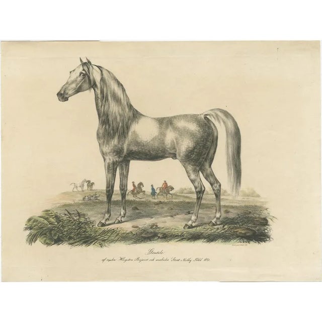 Antique print titled 'Gentile - by Russian Stallion Bajazet and Arabian Mare Molly. Born 1821'. original antique print...