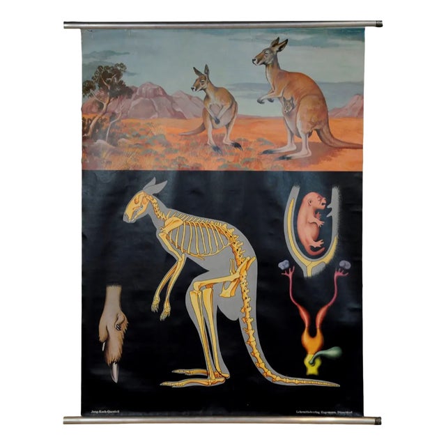 Vintage Kangaroo Australian Landscape Pull Down Wall Chart by Jung Koch Quentell For Sale