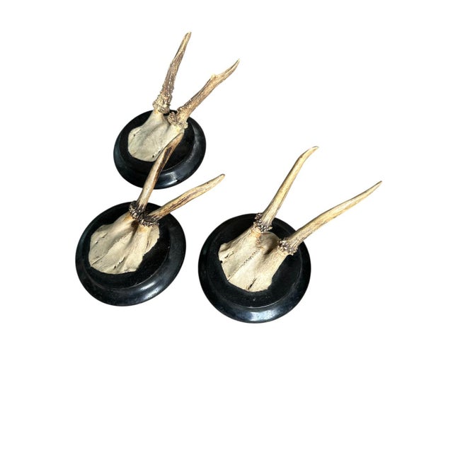 Set of 3 roe deer trophies mountedon wood plaque.