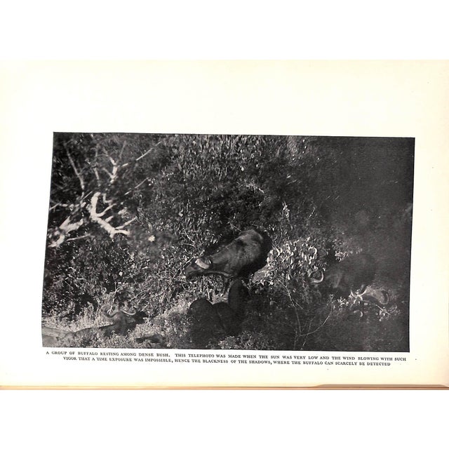 "Camera Adventures in the African Wilds" 1910 Dugmore, A. Radclyffe f.r.g.s. For Sale In New York - Image 6 of 10
