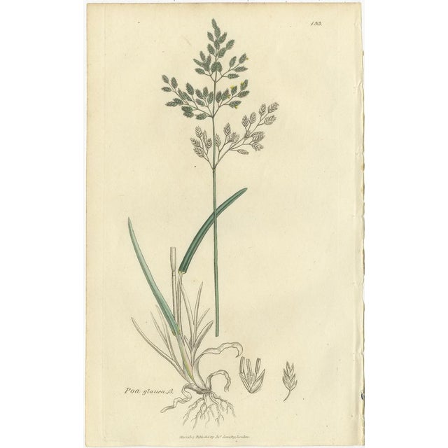 After James Sowerby, Botanical Illustrations of Poa & Meadow Grasses, 1830s, Engravings, Set of 8 For Sale - Image 6 of 10