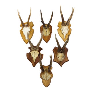 Set of Six Vintage Roe Deer Trophies on Wooden Plaques Germany Ca. 1960s For Sale