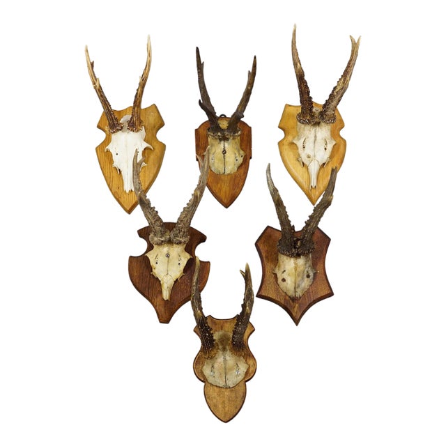 Set of Six Vintage Roe Deer Trophies on Wooden Plaques Germany Ca. 1960s For Sale