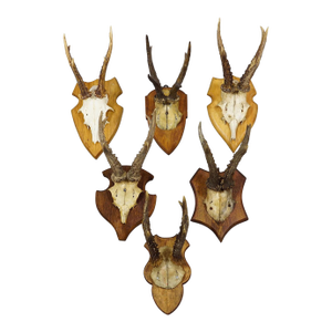 Set of Six Vintage Roe Deer Trophies on Wooden Plaques Germany Ca. 1960s