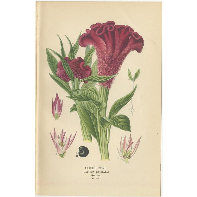 Love-Lies-Bleeding, Variegated Amaranth and Cockscombl Prints, 1897, Paper, Set of 3 For Sale - Image 4 of 6