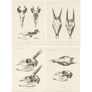 Wilhelm C.H. Peters, Illustrations of Antelope Skulls, Prints, Set of 4 For Sale