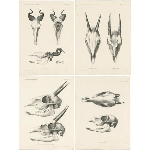Wilhelm C.H. Peters, Illustrations of Antelope Skulls, Prints, Set of 4 For Sale