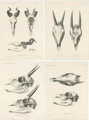 Wilhelm C.H. Peters, Illustrations of Antelope Skulls, Prints, Set of 4