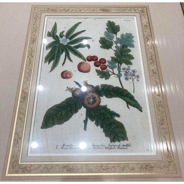 Copper Plated Botanical Engravings From Johann Wilhelm Weinmann‘s Phytanthoza Iconographia Circa 1700s Germany - Set of 4 For Sale - Image 9 of 13