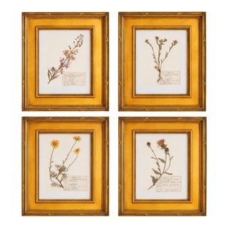 Custom Framed Vintage Finnish Herbarium Botanical Specimens, Set of Four For Sale