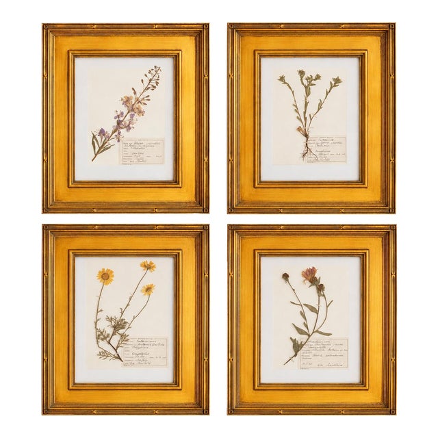 Custom Framed Vintage Finnish Herbarium Botanical Specimens, Set of Four For Sale