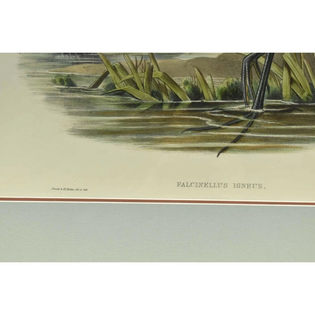 Original Antique John Gould Fallcinellus Igneus Color Bird Lithograph Reproduction Print For Sale - Image 4 of 6