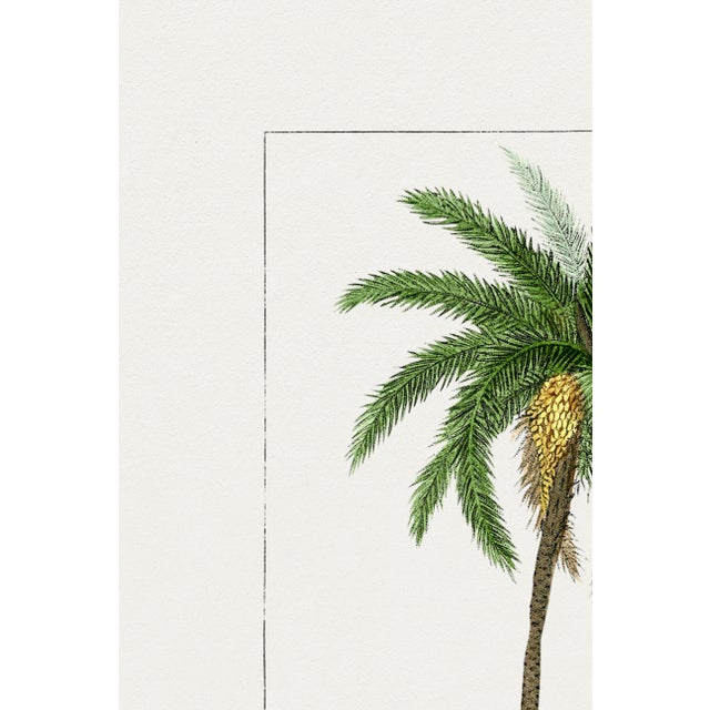Vintage Date Palm Tree, Botanical Art Print Reproduction, 24" X 36" For Sale In Buffalo - Image 6 of 9