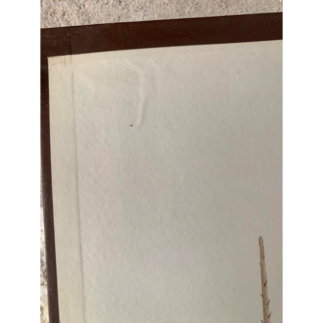 Vintage Botanical Danish Seed Catalog Lithograph Poster No. 2, New Old Stock For Sale - Image 10 of 12