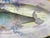 Antique Continental Hand-Painted Porcelain Fish Platter With Wisteria and Gilt Details – Aesthetic Movement For Sale - Image 12 of 13