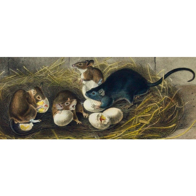 Audubon Black Rat, Old & Young: A 1st Octavo Edition Audubon Hand-Colored Lithograph, 1849-1854 For Sale - Image 4 of 4