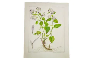 RH Greeley Heart-Leaved Aster Botanical Watercolor