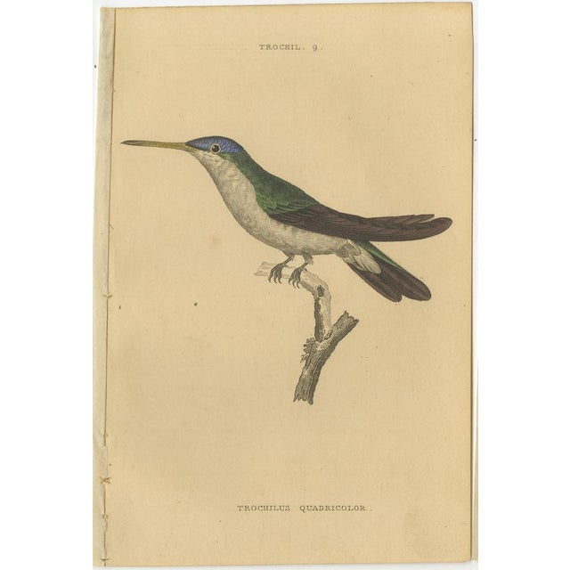Jardine, Hummingbird Bird Prints, Handcolored Fiery-Tailed Hummingbirds, 1837, Paper For Sale - Image 9 of 12