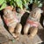 Discover the exquisite craftsmanship of our Antique Chinese Wood Carved Karako Boy Girl Reclining Melon Child Buddha...