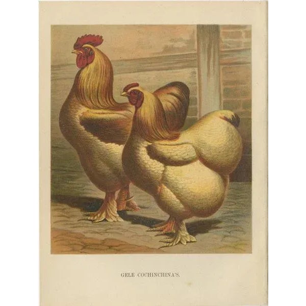 Paper Volschau, Golden Cochinchina, Lithograph, 1888 For Sale - Image 7 of 10