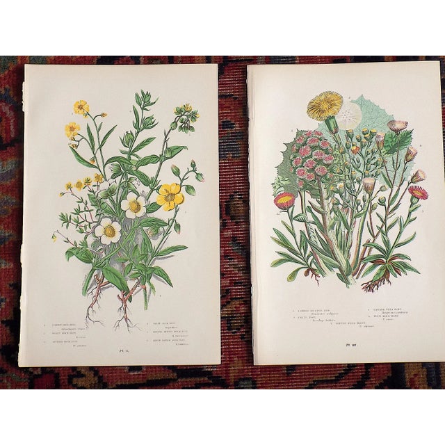 Late 19th Century Antique 19th Century Botanical Lithographs - Set of 12 For Sale - Image 5 of 7