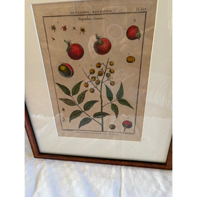 Pair of Hand Colored 19th C Engravings of Fruit For Sale - Image 16 of 18