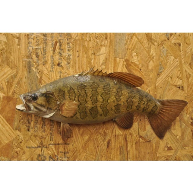Vintage Smallmouth Bass Fish Wall Mount Taxidermy Real Skin Fishing Wall Decor For Sale - Image 11 of 11