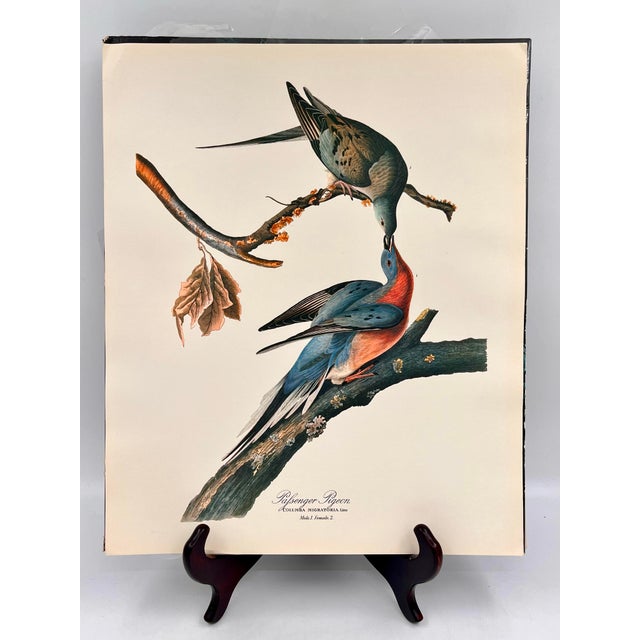 Antique White 1964 Audubon Folio Lithograph Great Bird Paintings – “Passenger Pigeon” 17x14 For Sale - Image 8 of 8