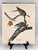 Antique White 1964 Audubon Folio Lithograph Great Bird Paintings – “Passenger Pigeon” 17x14 For Sale - Image 8 of 8