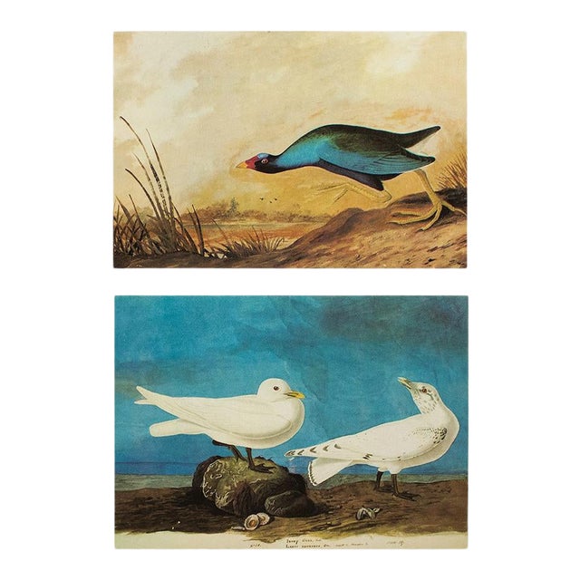 1960s 1966 Vintage Cottage Print, "Ivory Gull & Purple Gallinule" After John James Audubon For Sale - Image 5 of 7