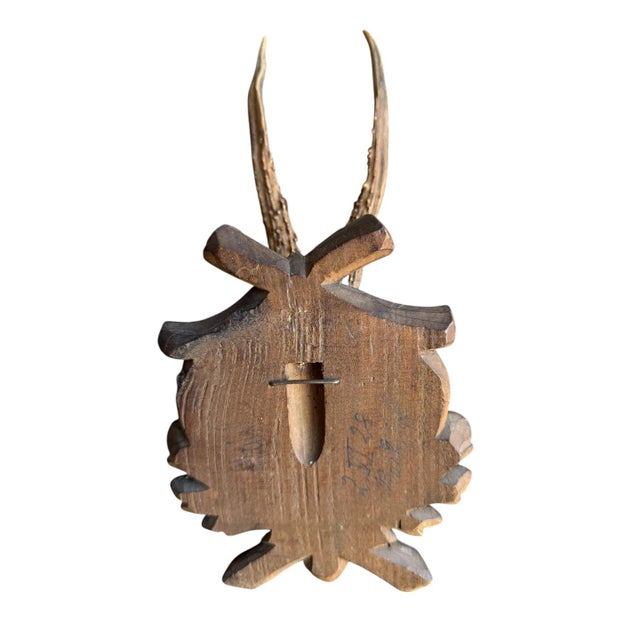 1900 - 1909 Roe Deer Trophy 112 Black Forset Antlers For Sale - Image 5 of 5