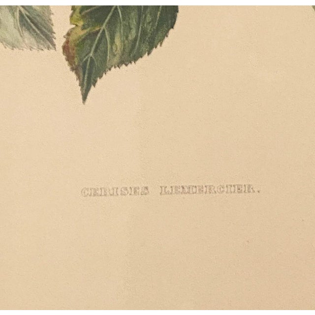 Traditional Print From Botanical Study of Fruits and Nuts by Duhamel Du Monceau, Early 19th Century For Sale - Image 3 of 5