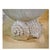 1970s Monumental Nautilus Shell Coffee or Side Table For Sale In Naples, FL - Image 6 of 7