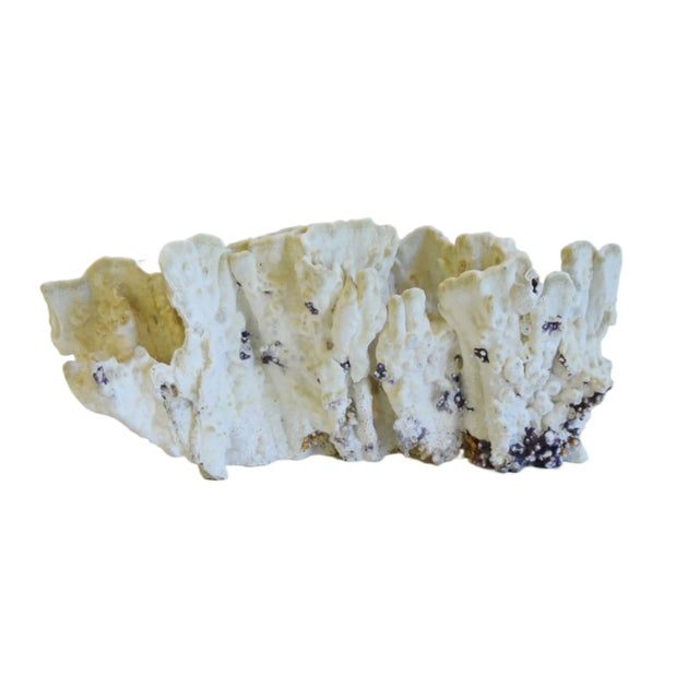 Mid-Century Modern Large Moss-Green Nautical Natural Coastal Ocean Coral Specimen For Sale - Image 3 of 8