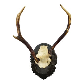 Black Forest Red Deer Trophy Abnorm on Carved Plaque Germany 1930s For Sale
