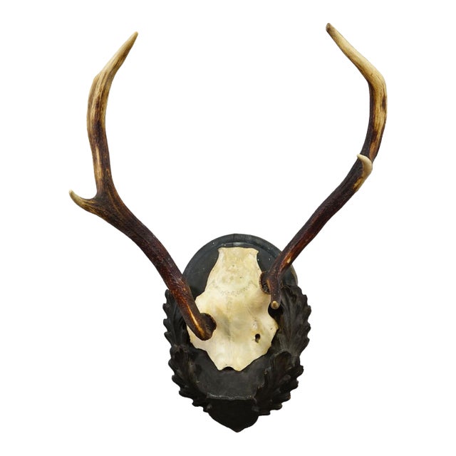 Black Forest Red Deer Trophy Abnorm on Carved Plaque Germany 1930s For Sale