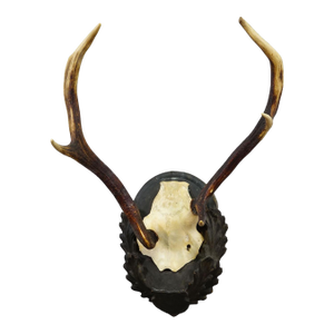Black Forest Red Deer Trophy Abnorm on Carved Plaque Germany 1930s