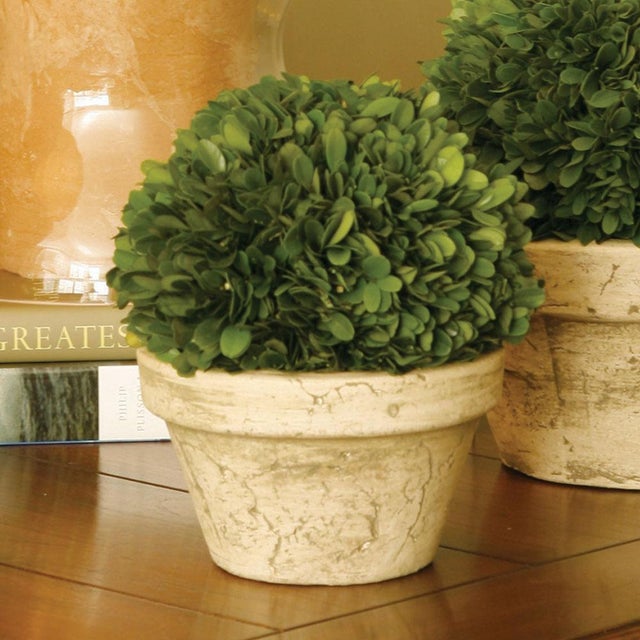Real English boxwoods, preserved and painstakingly assembled by our masterful artists. This classic arrangement is...