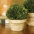 Real English boxwoods, preserved and painstakingly assembled by our masterful artists. This classic arrangement is...