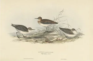 J. Gould, Little Sandpiper, 1832, Paper