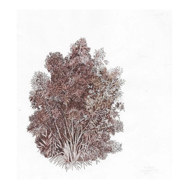 1980s Ron Yrabedra Botanical Drawing For Sale