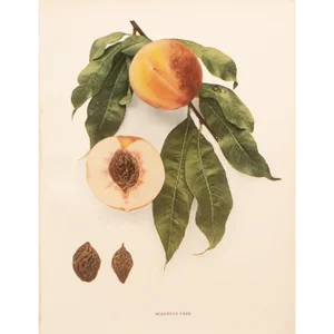 1900s U. P. Hedrick, Original Antique Photogravure of Bequette Free Peaches