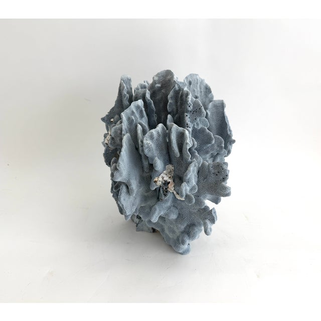 Stately Natural Blue Coral Specimen Coastal Decor For Sale - Image 4 of 9