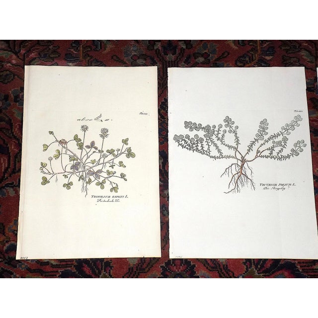 This set of three (3) authentic 18th century copperplate engravings by Joseph Jacob Plenck (Austria/Germany 1735-1807)...