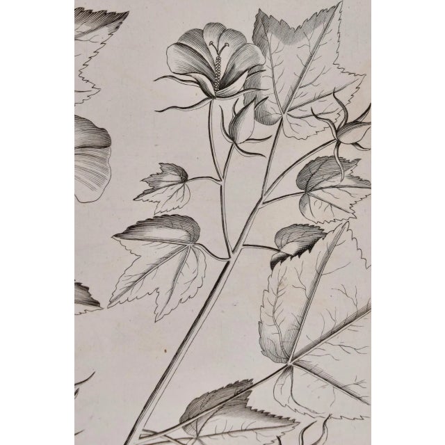 "Katu-Belluren": A 17th Century Botanical Engraving by Hendrik Van Rheede, 1686 For Sale In San Francisco - Image 6 of 8