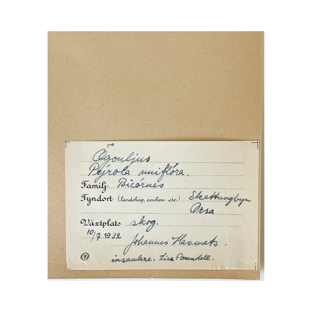 Rustic European Vintage Swedish Herbarium - Single Delight, Circa 1932 For Sale - Image 3 of 3