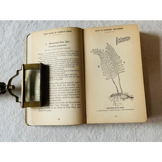 1920s Antique Field Book of Common Ferns - 1928 First Edition For Sale - Image 5 of 14