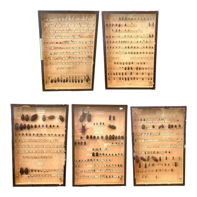 Collection of 5 19th Century Beetles in Shadow Boxes For Sale