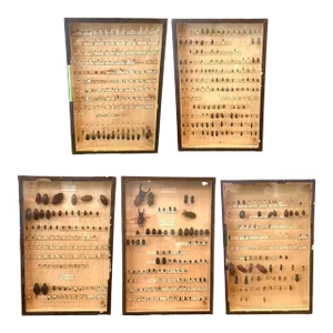 Collection of 5 19th Century Beetles in Shadow Boxes